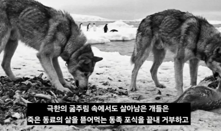 일본이 남극에 버리고간 15마리의 개들