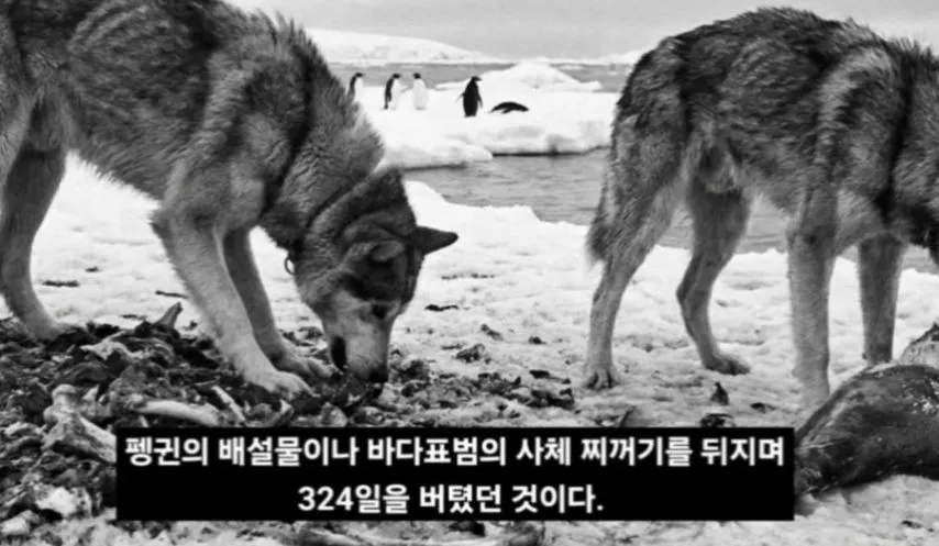 일본이 남극에 버리고간 15마리의 개들