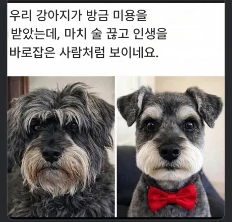 오랜만에 댕댕이 미용실을 다녀왔더니.