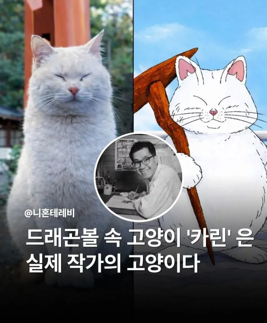 드래곤볼 속 고양이 카린 은 실제 작가의 고양이