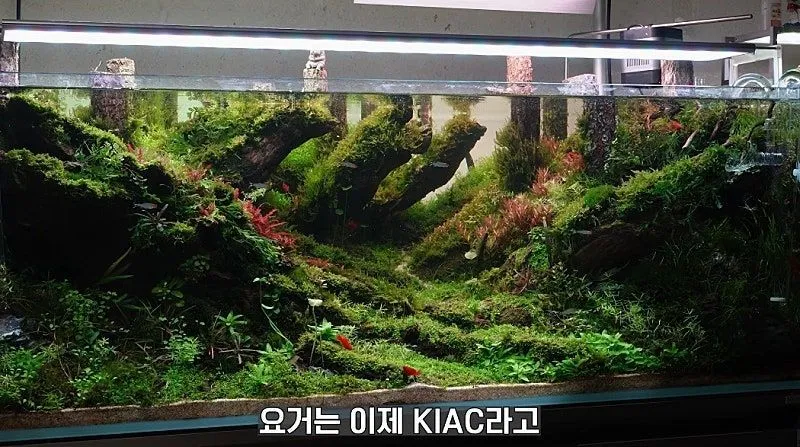 국제 수초 어항 대회 1등한 한국 고등학생