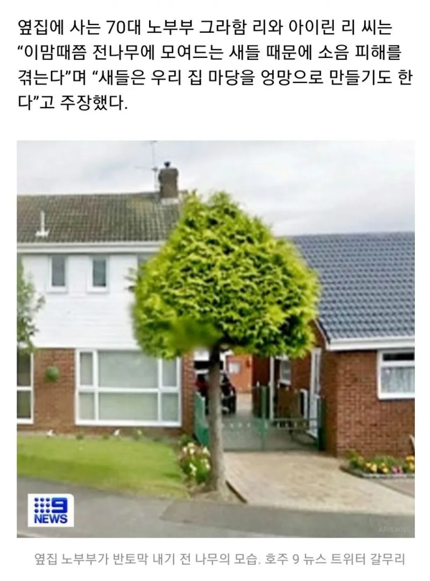 나무 넘어오자 잘라버린 이웃