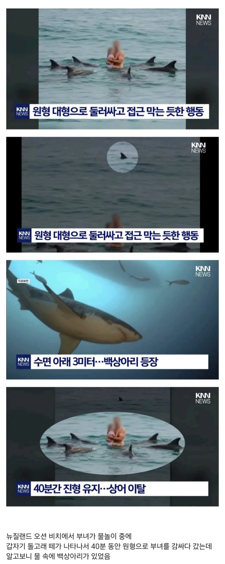 원형 대형으로 백상아리 막아준 돌고래