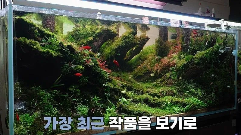 국제 수초 어항 대회 1등한 한국 고등학생