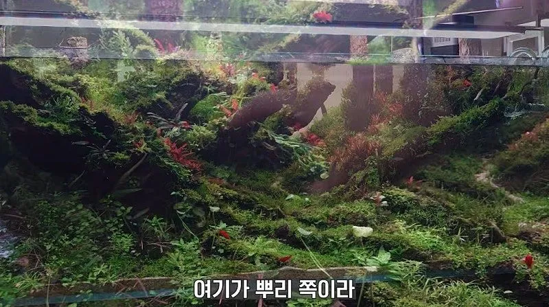 국제 수초 어항 대회 1등한 한국 고등학생