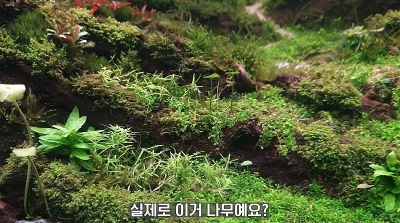 국제 수초 어항 대회 1등한 한국 고등학생