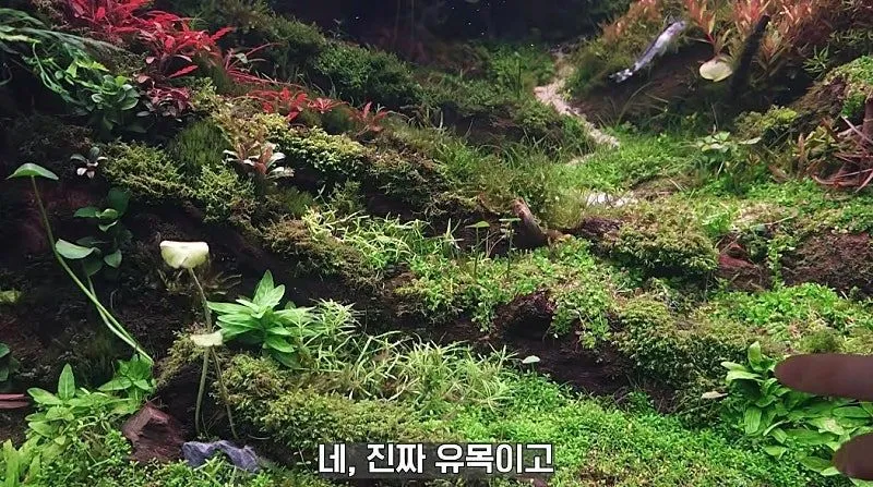 국제 수초 어항 대회 1등한 한국 고등학생