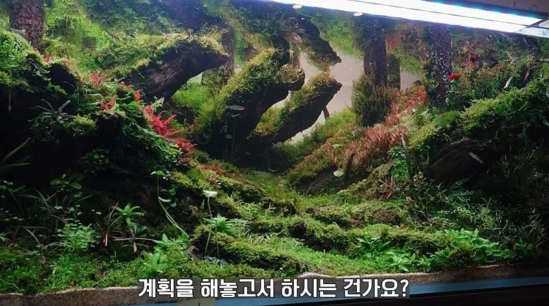 국제 수초 어항 대회 1등한 한국 고등학생