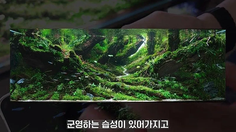 국제 수초 어항 대회 1등한 한국 고등학생