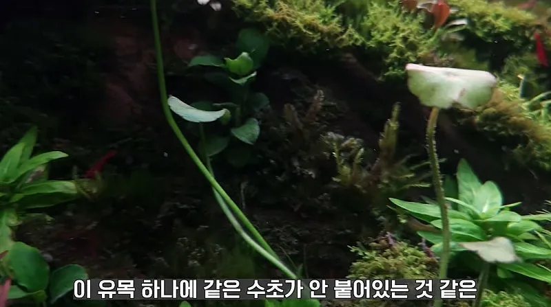 국제 수초 어항 대회 1등한 한국 고등학생