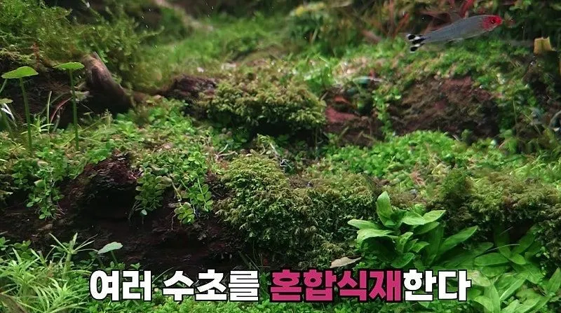 국제 수초 어항 대회 1등한 한국 고등학생