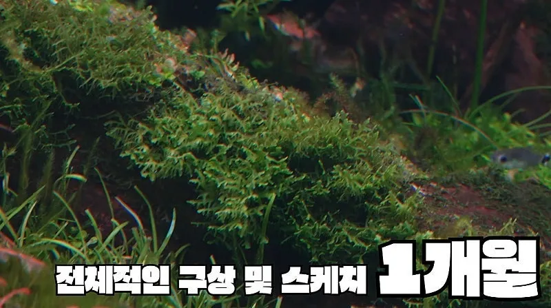 국제 수초 어항 대회 1등한 한국 고등학생