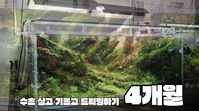 국제 수초 어항 대회 1등한 한국 고등학생