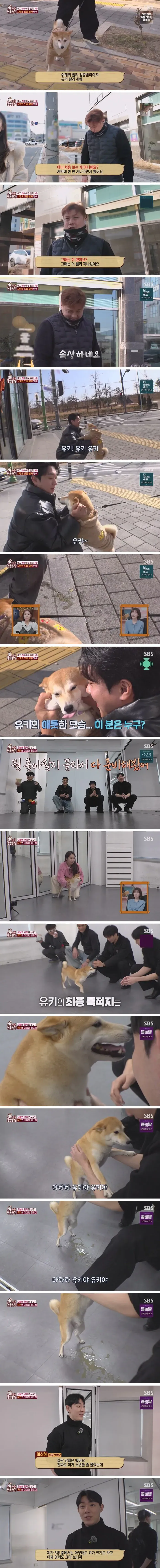 존잘남 인증 해주는 시바견ㅋㅋㅋㅋㅋㅋㅋ