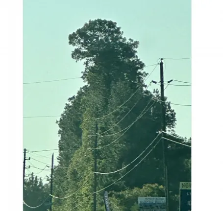 좌뇌형 = 독수리, 우뇌형 = 거북이