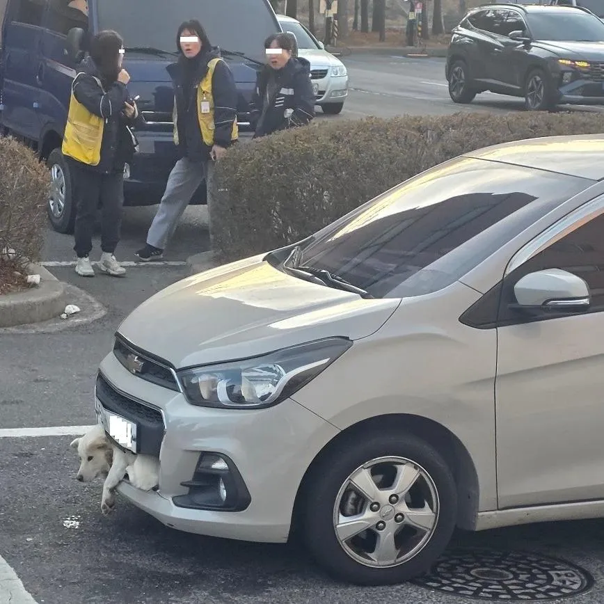 용인에서 스파크 앞범퍼에 강아지 끼인 채 주행 ㄷㄷㄷ;;.jpg