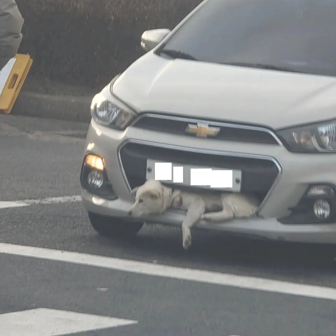 용인에서 스파크 앞범퍼에 강아지 끼인 채 주행 ㄷㄷㄷ;;.jpg