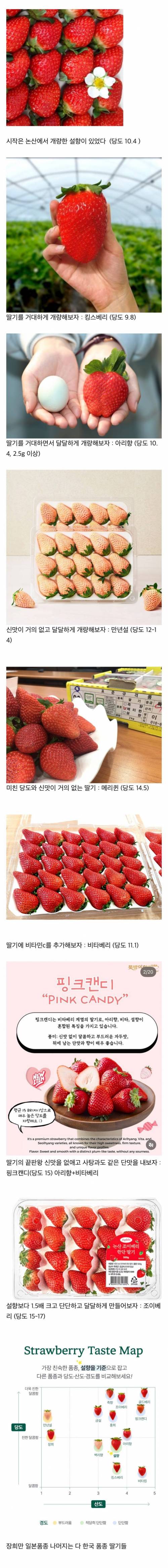 퀄리티 쩌는 한국 딸기들.jpg